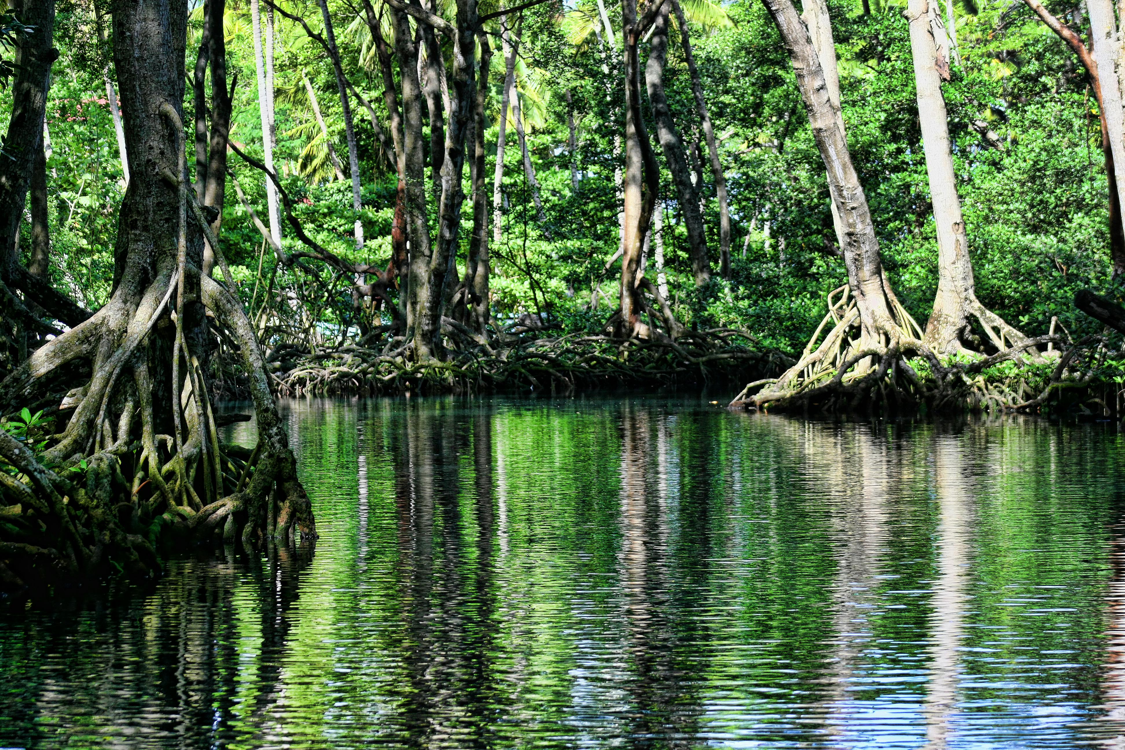 Global Mangrove Distribution