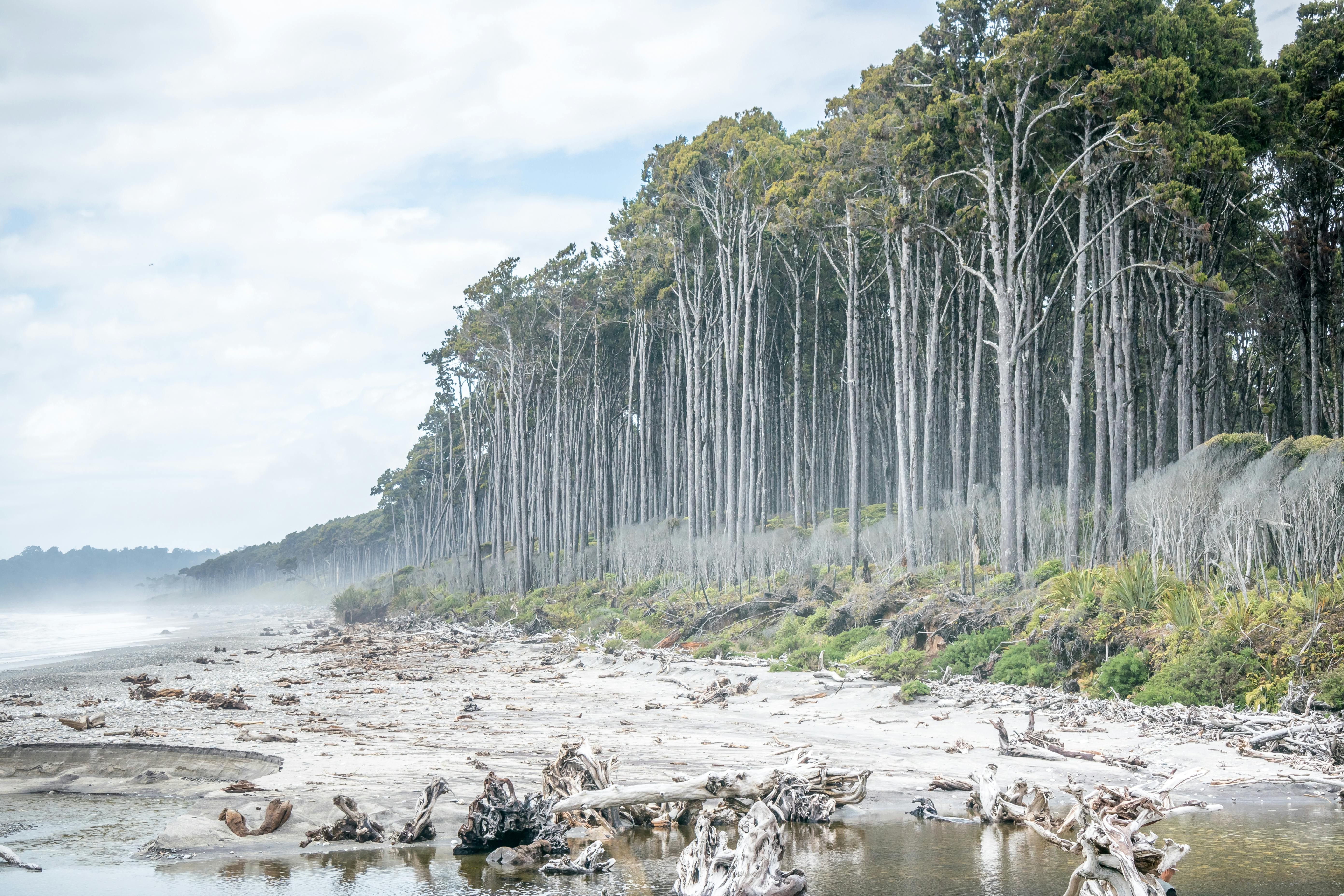Mangrove Ecosystem